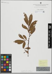 Foto von Salix hegetschweileri Heer x Salix pubescens Schleich.